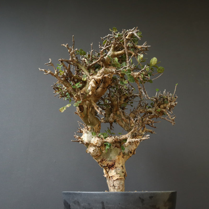 C.ストックシアナ　EC1116　