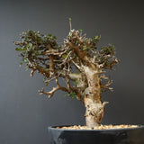 C.ストックシアナ　EC1116　