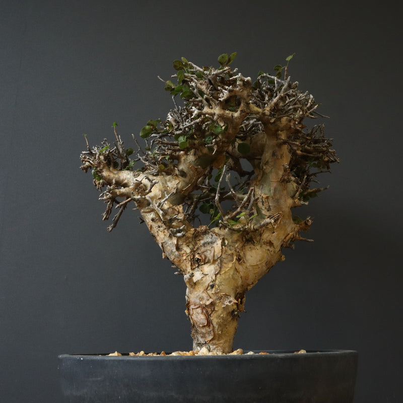 C.ストックシアナ　EC1116　