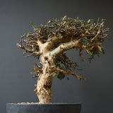 C.ストックシアナ　EC1116　