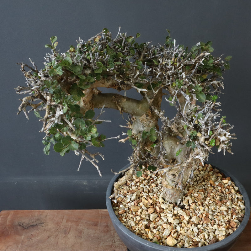 C.ストックシアナ　EC1116　