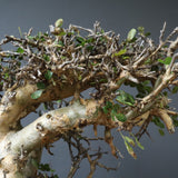 C.ストックシアナ　EC1116　