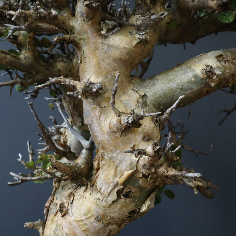 C.ストックシアナ　EC1116　