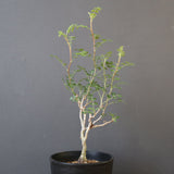 P.ディスカラー (実生) EC1984