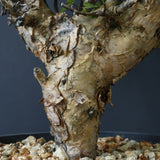 C.ストックシアナ　EC1116　