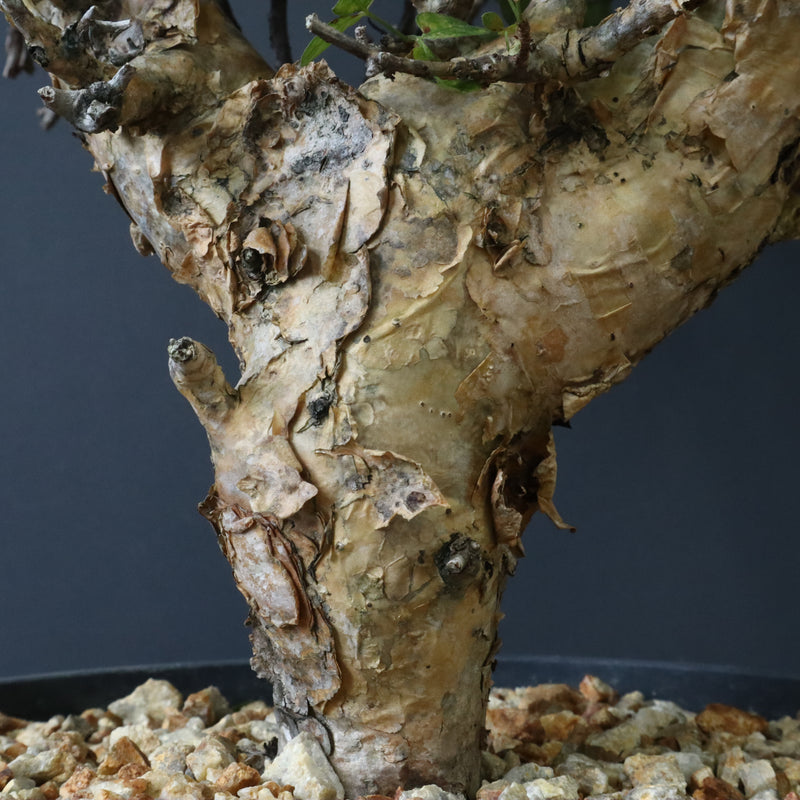 C.ストックシアナ　EC1116　