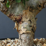 C.ストックシアナ　EC1116　