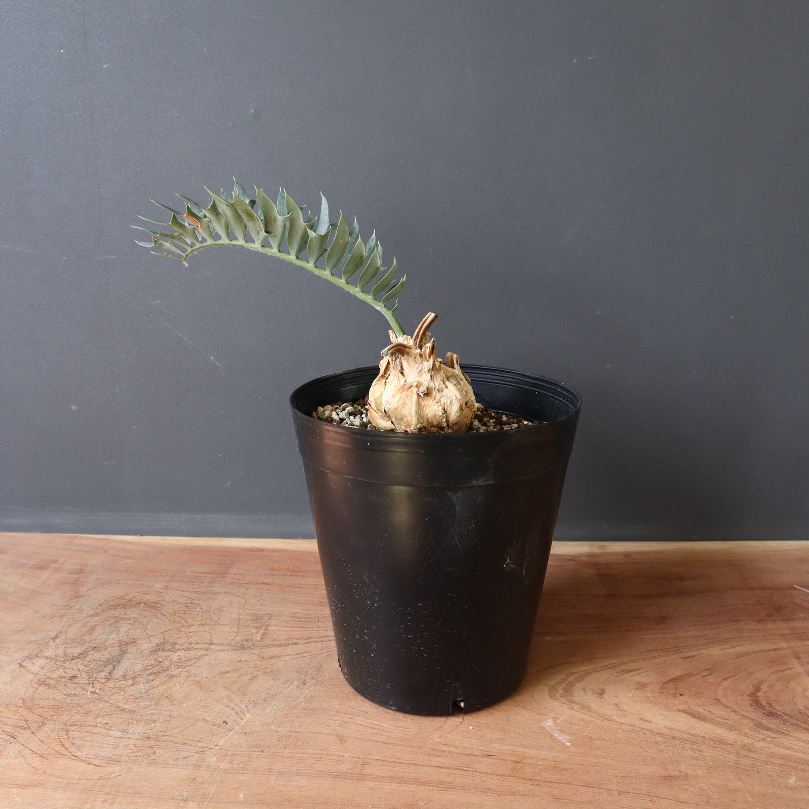 エンセファラルトス ホリダス 56 – TaiShoDo ONLINE SHOP