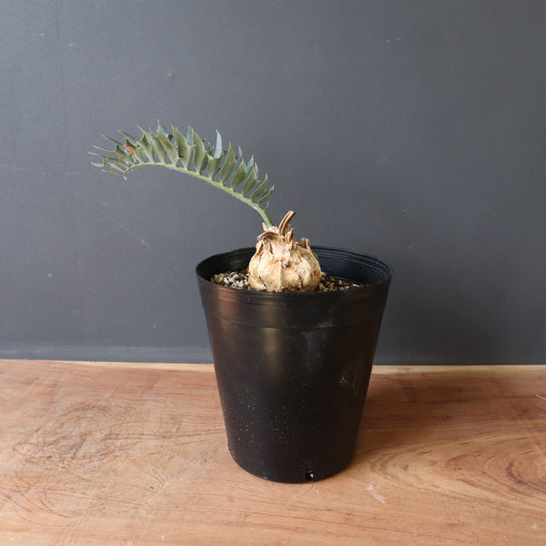 エンセファルトス　ホリダス エンセファラルトス ホリダス 56 – TaiShoDo ONLINE SHOP