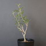 P.ディスカラー (実生) EC1984