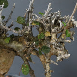 C.ストックシアナ　EC1116　