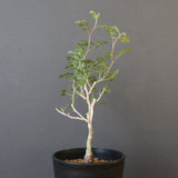 P.ディスカラー (実生) EC1984