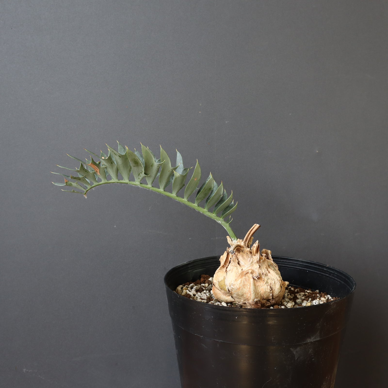 エンセファラルトス ホリダス 56 – TaiShoDo ONLINE SHOP