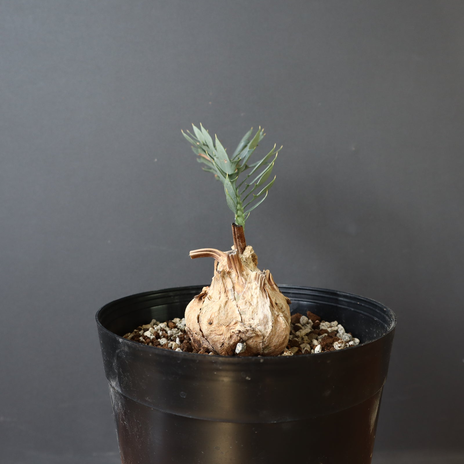 エンセファラルトス ホリダス 葉性良個体 国内長期管理 登録票付 エンセファラルトス ホリダス 葉性良個体 国内長期管理 登録票付