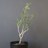 P.ディスカラー (実生) EC1984