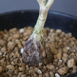 P.ディスカラー (実生) EC1984