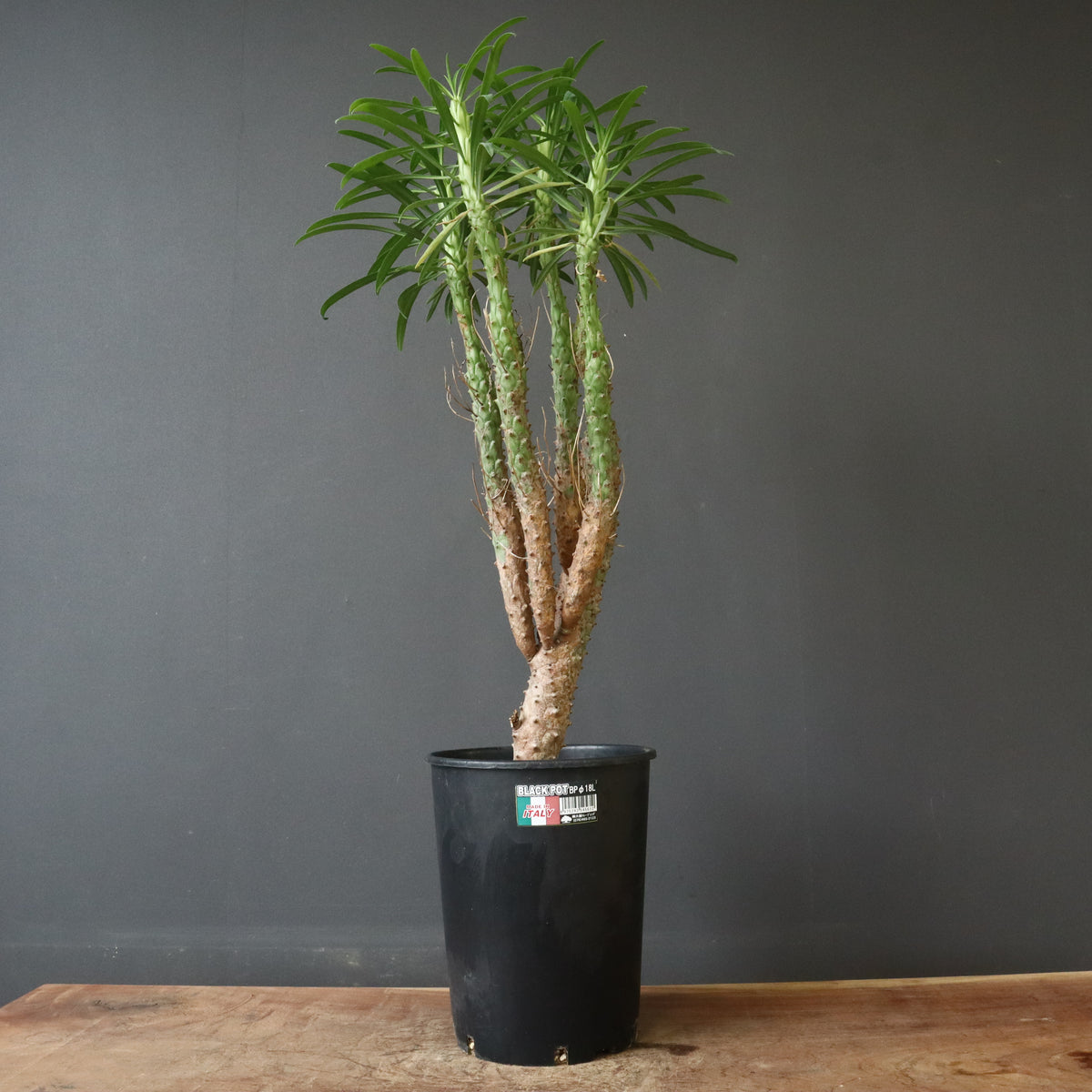 ユーフォルビア – 2ページ目 – TaiShoDo ONLINE SHOP