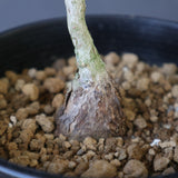 P.ディスカラー (実生) EC1984