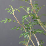 P.ディスカラー (実生) EC1984