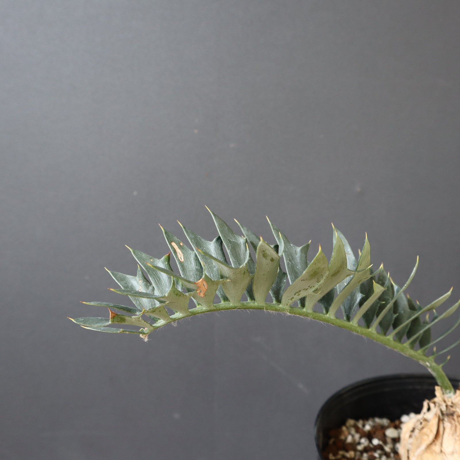 エンセファルトス　ホリダス エンセファラルトス ホリダス 56 – TaiShoDo ONLINE SHOP