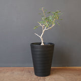 P.ディスカラー (実生) EC1986