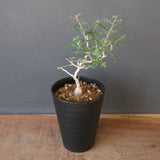 P.ディスカラー (実生) EC1986