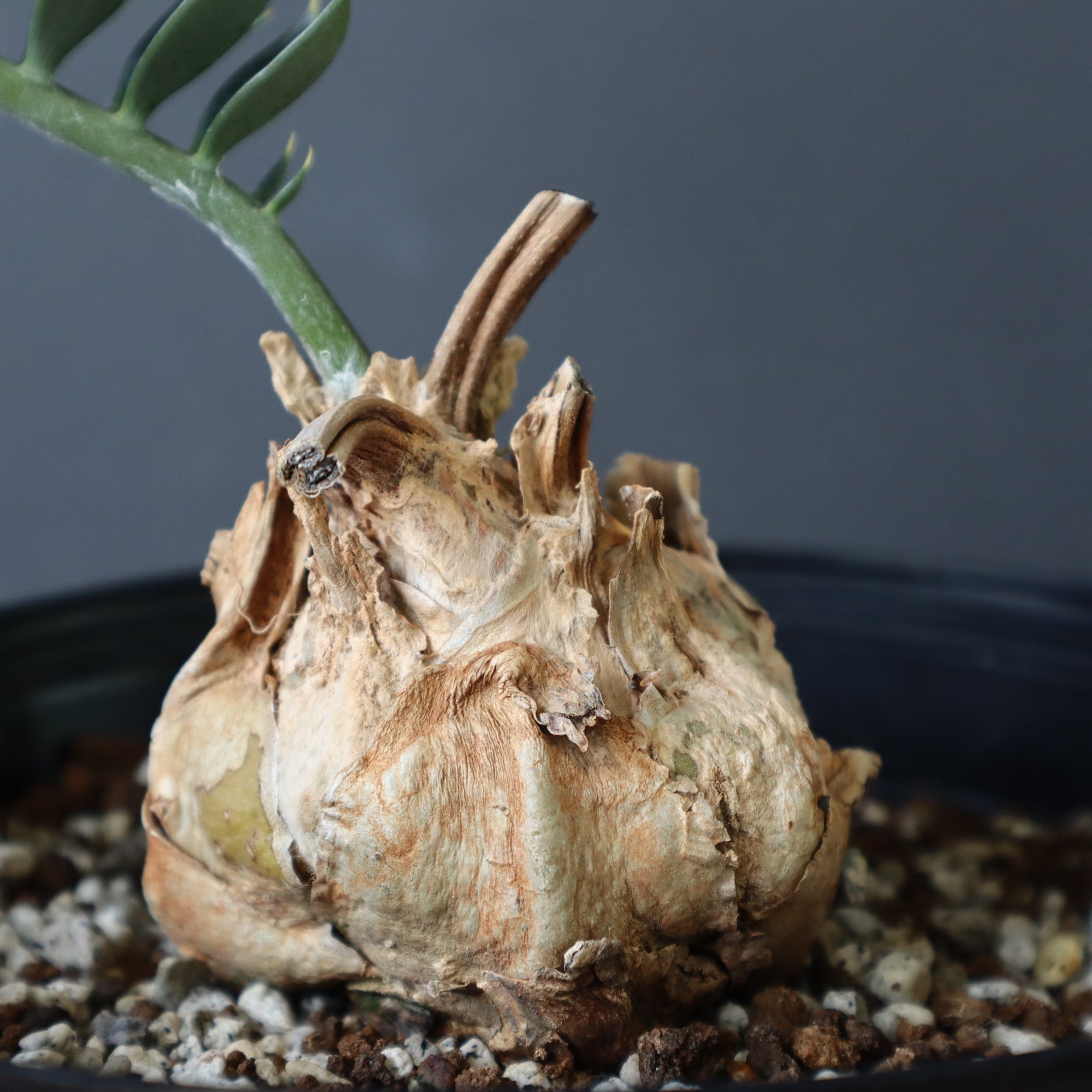 エンセファルトス　ホリダス 楽天市場】1番人気のエンセ【現品・現物】エンセファラルトス