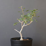 P.ディスカラー (実生) EC1986