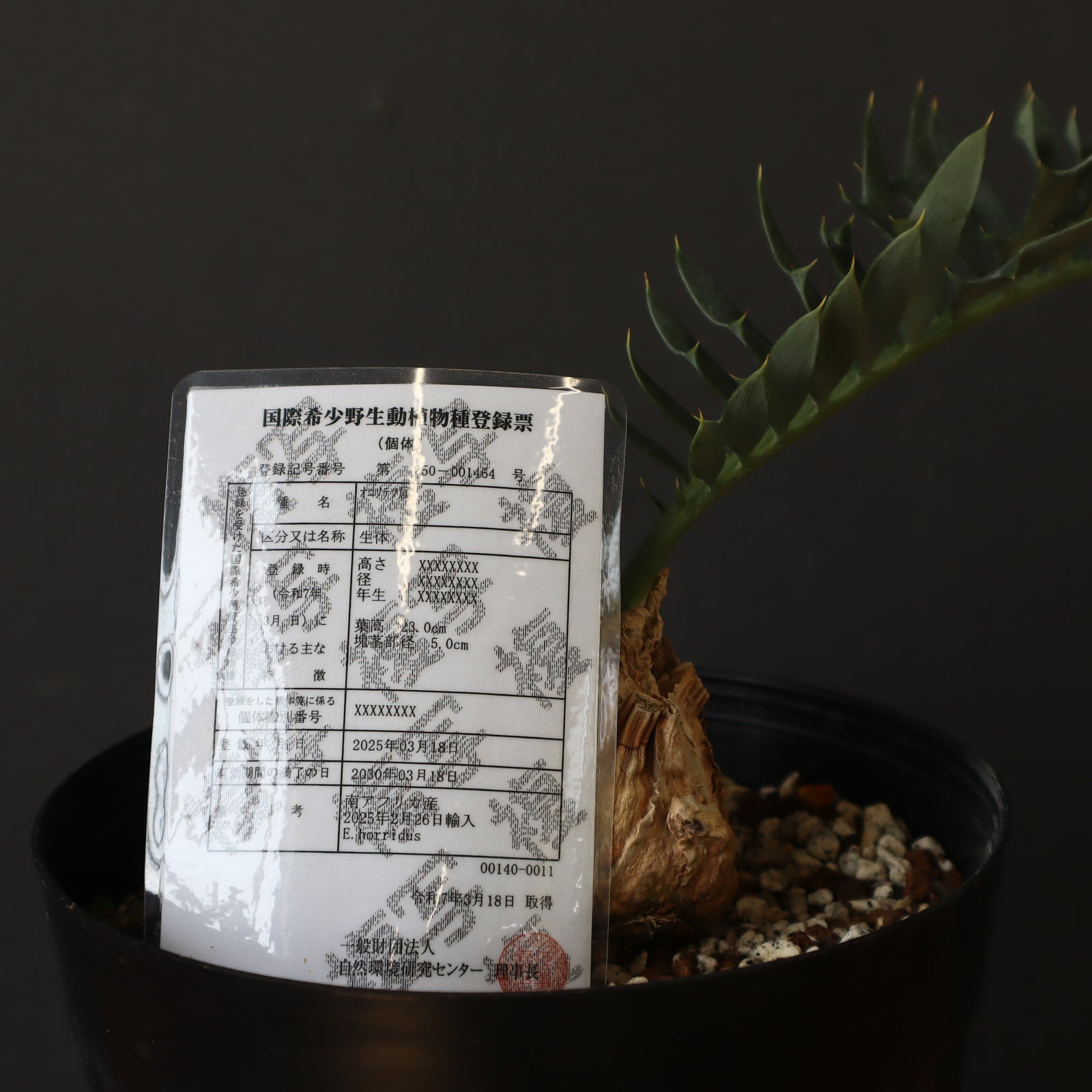 エンセファラルトス ホリダス 56 – TaiShoDo ONLINE SHOP