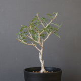 P.ディスカラー (実生) EC1986