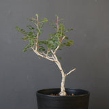 P.ディスカラー (実生) EC1986