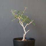 P.ディスカラー (実生) EC1986