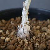 P.ディスカラー (実生) EC1986