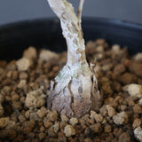 P.ディスカラー (実生) EC1986