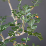 P.ディスカラー (実生) EC1986