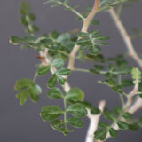 P.ディスカラー (実生) EC1986