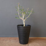 P.ディスカラー (実生) EC1988