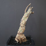 A.アクレアータ 34