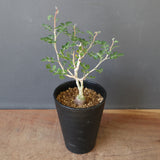 P.ディスカラー (実生) EC1988