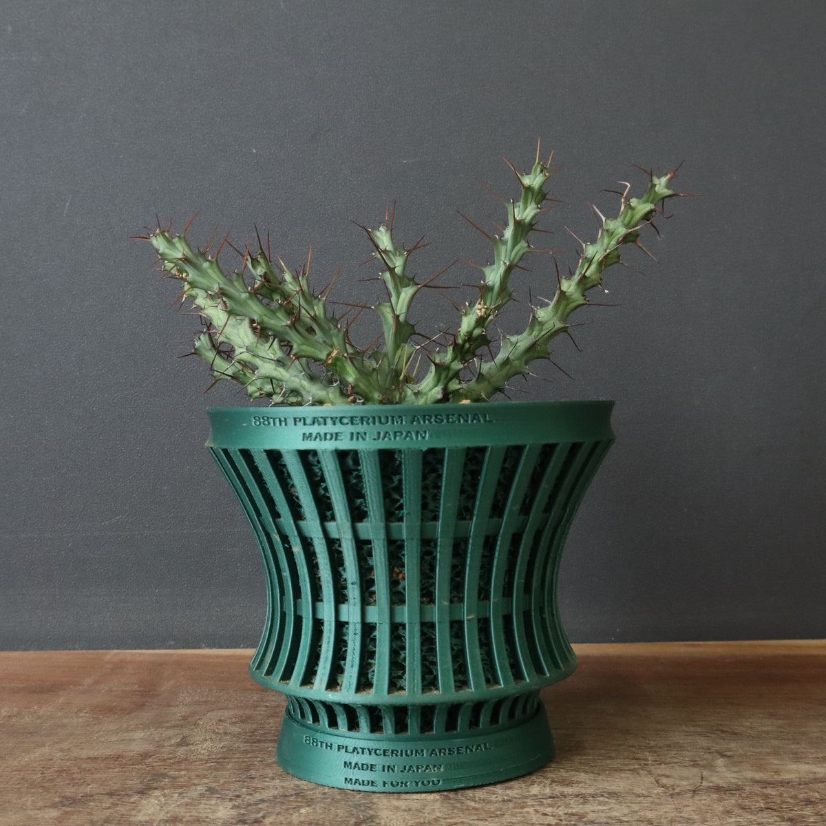 塊根植物 – 8ページ目 – TaiShoDo ONLINE SHOP