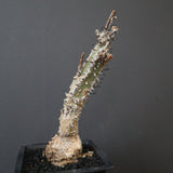 A.アクレアータ 34