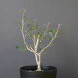 P.ディスカラー (実生) EC1988