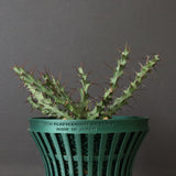 【八八工廠】E.レネウトニー 14