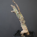 A.アクレアータ 34