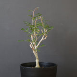 P.ディスカラー (実生) EC1988