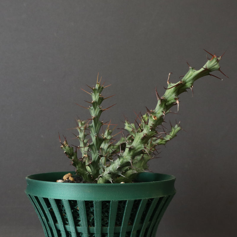 【八八工廠】E.レネウトニー 14