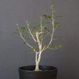 P.ディスカラー (実生) EC1988