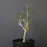 P.ディスカラー (実生) EC1988