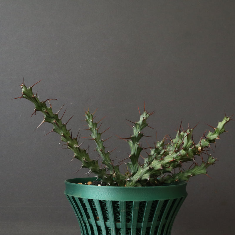 【八八工廠】E.レネウトニー 14