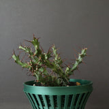 【八八工廠】E.レネウトニー 14